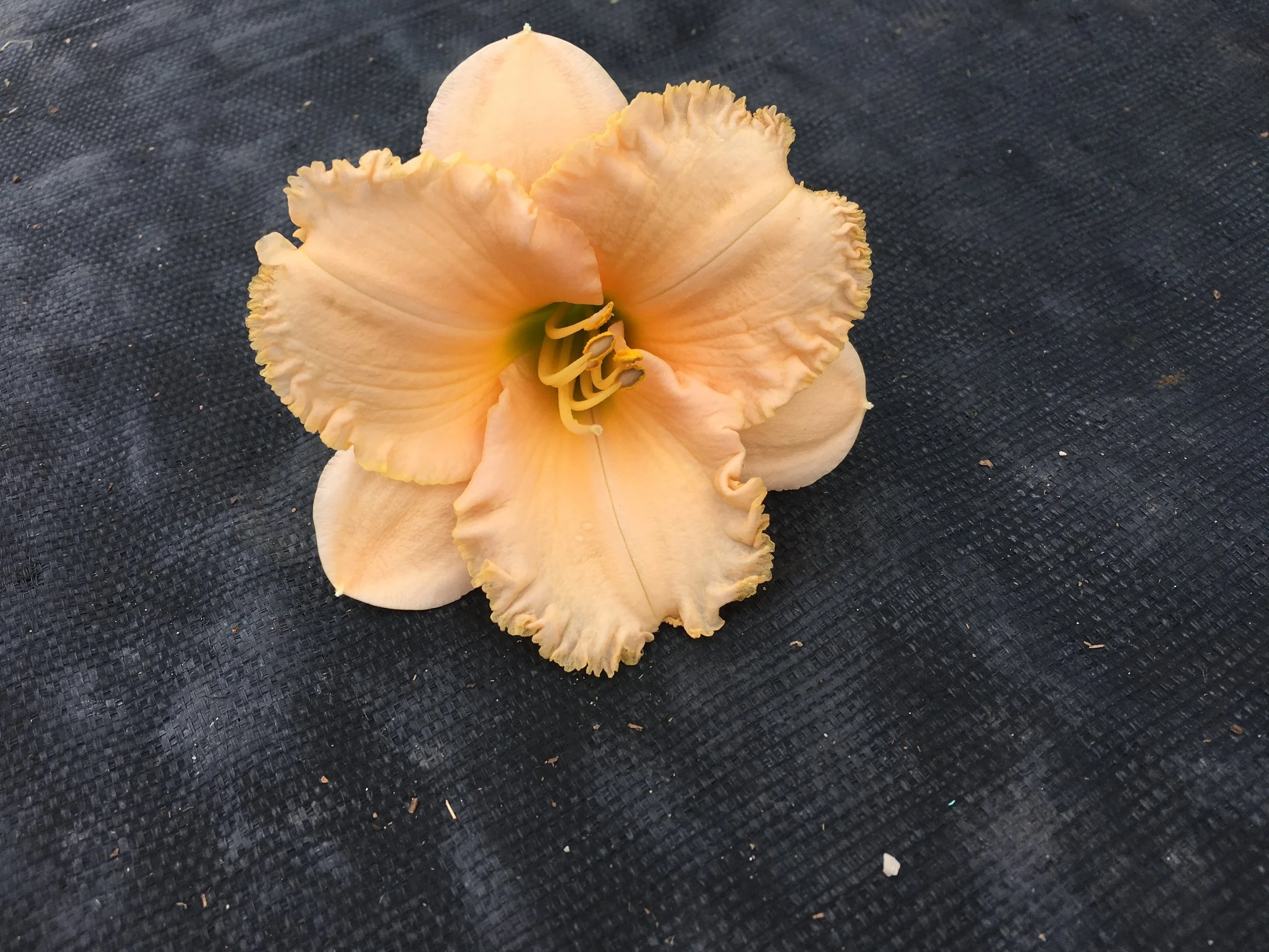 Mountain Heights Daylily (Hemerocallis) — Corn Hill Nursery
